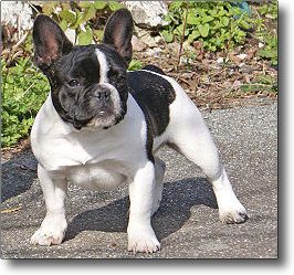 French bulldog puppies and breeders