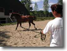 Summer activities for kids plus animals - visit the Equestrian Centre in Paris